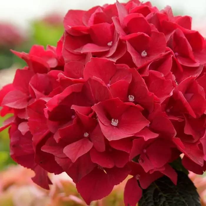 Red hydrangea seeds for flowering plants