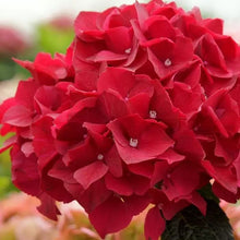 Red hydrangea seeds for flowering plants