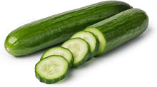 Diva F Cucumber Seeds for home growers seeking a reliable harvest