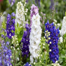 Larkspur Delphinium Consolida Ajacis flower seeds for planting in home garden borders and backyard gardening spaces - for planting in home garden