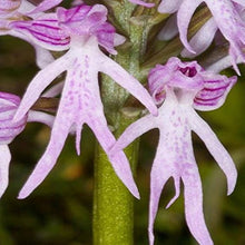 Organic Orchid Seeds for long-term planting in the yard