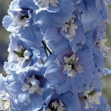 Delphinium flower Seeds (Delphinium elatum) for growers filling out the backyard garden or floral borders