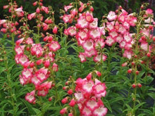 Penstemon Flagstaff Red & White Seeds for a lasting display in the Bold Garden Borders
