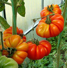 Costoluto Seeds (Genovese tomato) prized among growers for heirloom ribbed