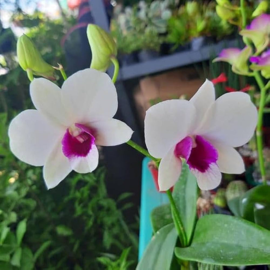 Dendrobium flower seeds for indoor garden and bonsai decoration