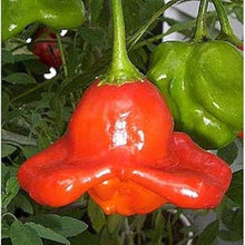 Giant Sweet Pepper Capsicum Annuum Seeds for a reliable harvest in the Home Garden Container