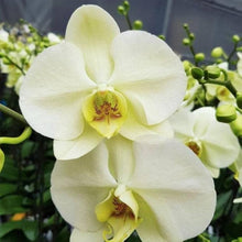 Blue Orchid Phalaenopsis Orchid Seeds for a bright addition to the Exotic Garden Beauty