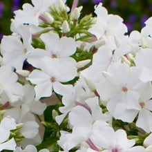 Bright White Phlox Seeds (Phlox paniculata) for seasonal color across the home garden pollinator zone