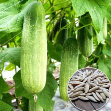 Balcony Cucumber Seeds for home growers seeking a reliable harvest