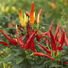 Chile Pepper Seeds (Capsicum annuum) for growers stocking the Korean Hot Variety in Backyard Garden