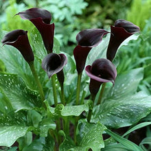 Red Edge Black Calla Lily Seeds for growers filling out the Garden & Flower Bed