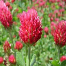 Purple Clover Perennial Flower - for planting in home garden