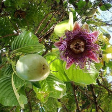 Passion Seeds (Passiflora edulis) for growers planting the Urban Garden