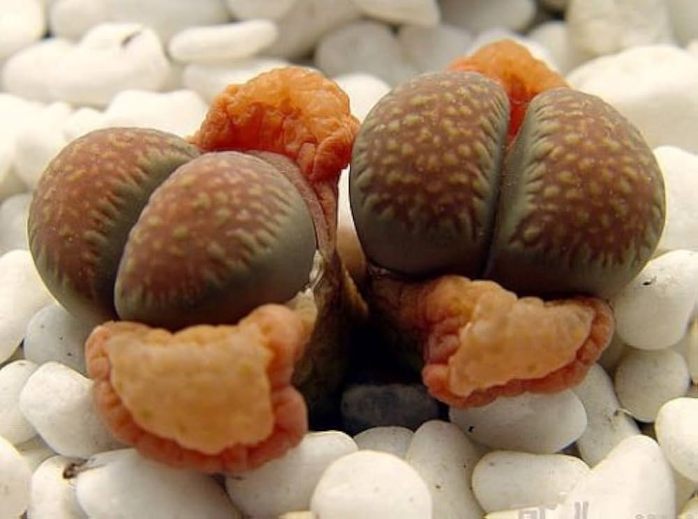 Lithops Villetii Deboeri C seeds (Lithops villetii) for home succulent display
