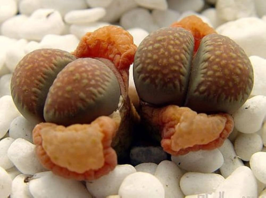 Lithops Villetii Deboeri C seeds (Lithops villetii) for home succulent display