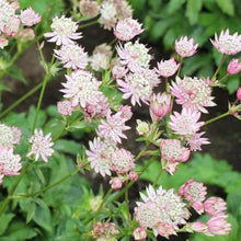 Astrantia Star Umbel Seeds for a lasting addition to the landscape