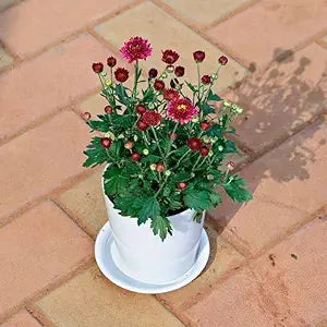 Chinese Pteris Pinnate Cockscomb (Celosia Spicata) - for planting in home garden