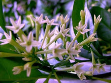 Night Blooming Jasmine Seeds (Cestrum nocturnum) for seasonal color across the Night Garden