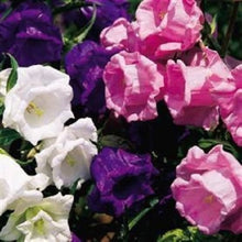 Campanula Canterbury Bell Double Seeds (Tasse und) for growers seeking a long-blooming display