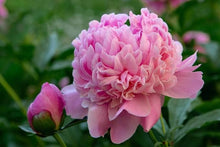 Peony Seeds for growers seeking a long-blooming display