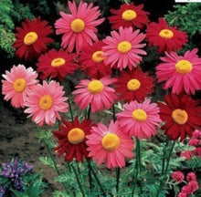Pyrethrum Tanacetum Cinerariifolium Seeds for a bright addition to the Garden Use