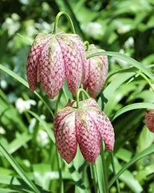 Fritillaria Seeds (Fritillaria meleagris) for seasonal color across the ornamental beds or woodland gardens