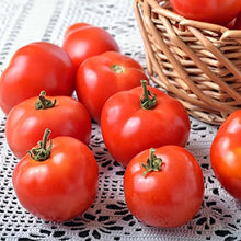 Heirloom Marglobe Tomato Seeds known for high Yields & Moisture/Disease/Crack Resistance