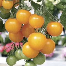 Pineapple Tomato Seeds (Solanum lycopersicum) for a fresh homegrown crop from the kitchen garden