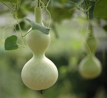 Lagenaria Siceraria Pumpkin Seeds for growers stocking the Vegetable Patch