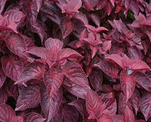 Perilla Red Leaf Plants (Shiso herb) for reliable seasonal color