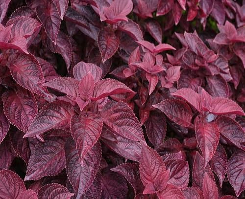 Perilla Red Leaf Plants (Shiso herb) for reliable seasonal color