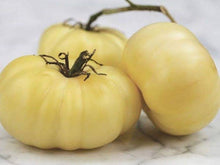 Heirloom Beefsteak Tomato Seeds (Solanum lycopersicum) for productive rows in the home garden salad patch