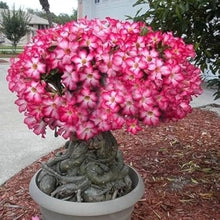 Desert Rose Bonsai Potted Plant for Indoor Bonsai Garden Plants for long-term planting in the Indoor Bonsai Garden