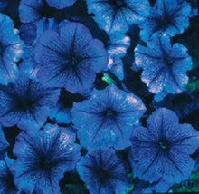 Petunia (Celebrity Blue Ice Flower Seeds – Frosty Blue Petals with Starry Appeal) for planting in garden