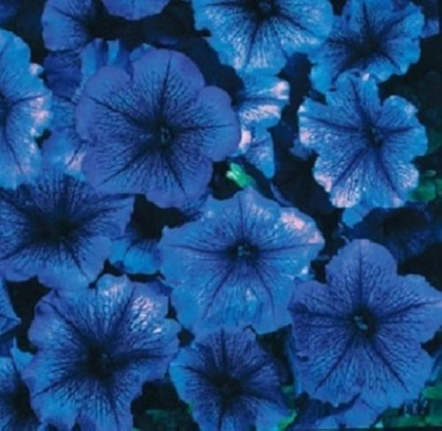 Petunia (Celebrity Blue Ice Flower Seeds – Frosty Blue Petals with Starry Appeal) for planting in garden