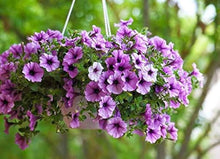 Petunia Seeds for gardeners building out beds and borders