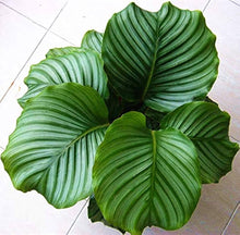 Calathea Plants for growers seeking a long-blooming display