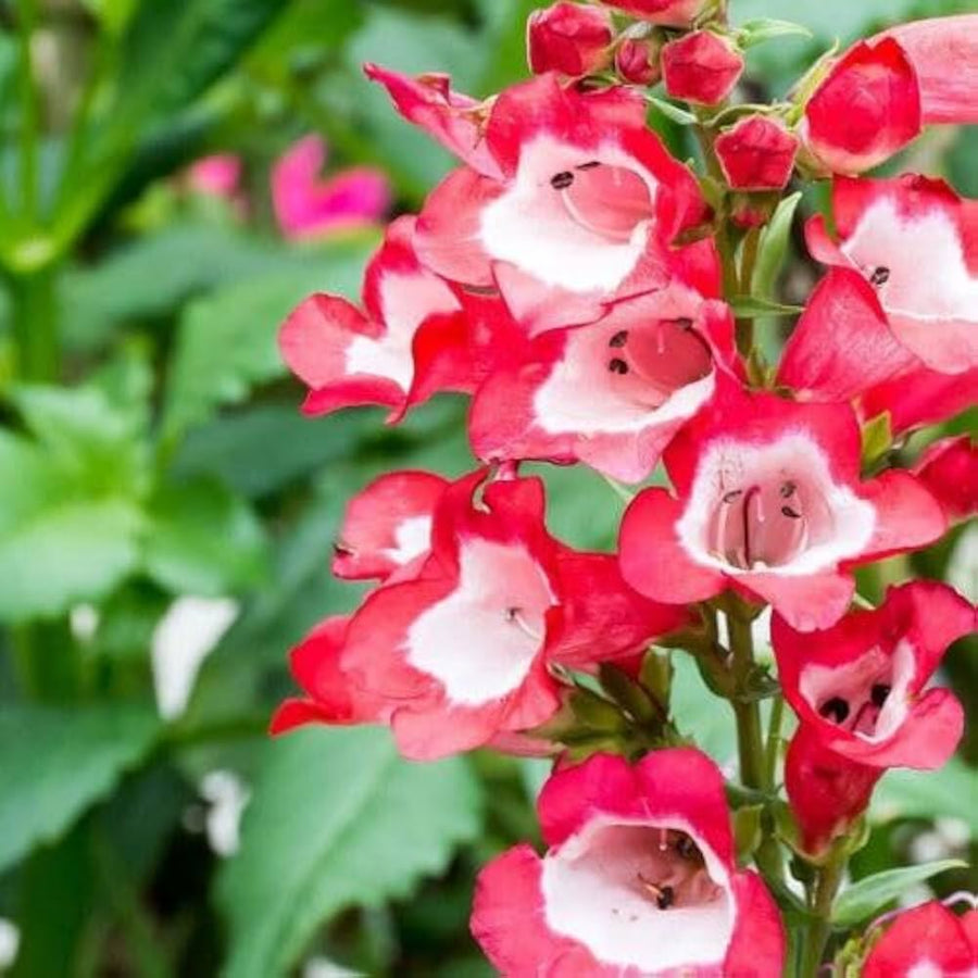 Penstemon Lyallii Penstemon for planting in wildflower garden