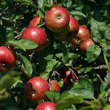 Crabapple Seeds (Malus pumila) for a homegrown harvest from the Orchard