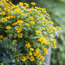 Melampodium Paludosum (Butter Daisy Seeds for a colorful addition to any planting