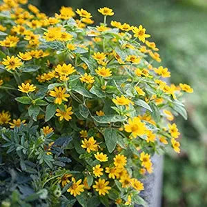 Melampodium Paludosum Melampodium paludosum for planting in flower bed