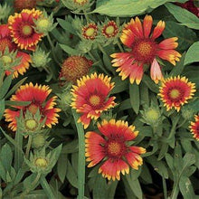 Gaillardia Aristata Tokajar Perennial Seeds for reliable seasonal color