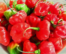 Sweet Cuban Aji Cachucha Seeds (Capsicum chinense) for growers stocking a kitchen garden