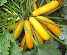 Hounds Squash Seeds for a reliable harvest in the Rare Speckled Vegetable Garden ( pcs