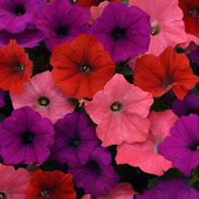 Petunia Red and Purple Mix Flower Seeds â€“ Bold Contrasting Colors in Every Bloom