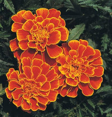 Strawflower plant Seeds (Xerochrysum bracteatum) for a bright addition to the home gardens or dried flower arrangements