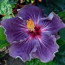 Hibiscus flower white pink purple giant Seeds for growers filling out the tropical exotic gardens