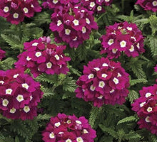 Verbena Logro Burgundy Seeds for seasonal color across the Rich Burgundy Garden Flowers