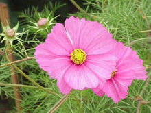 Double Cosmos Cosmos Bipinnatus flower Seeds for a lasting display in the home garden and seasonal flower beds