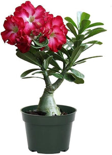 Adenium Desert Rose Mixed Double Petal Seeds for gardeners building out beds and borders